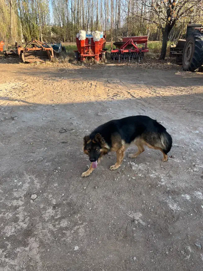 سگ ژرمن کاملا خانگی ۱۷ ماهه|سگ|اردبیل, |دیوار