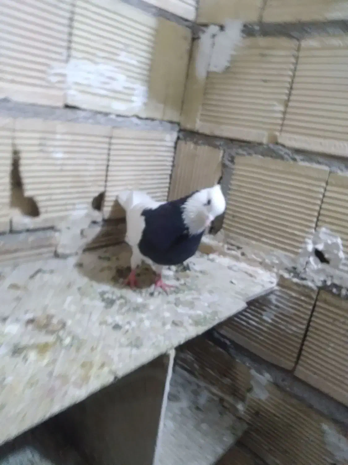 کبوتر طوقی سیاه نردرجه یک|پرنده|الشتر, |دیوار