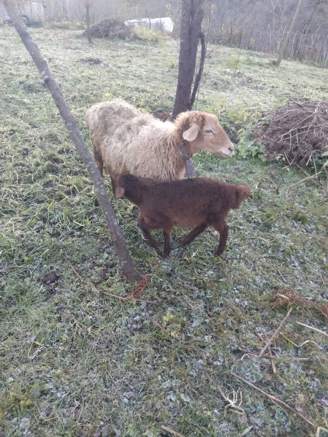 گوسفند بره ماده|حیوانات مزرعه|گلوگاه بابل (گلیا), |دیوار