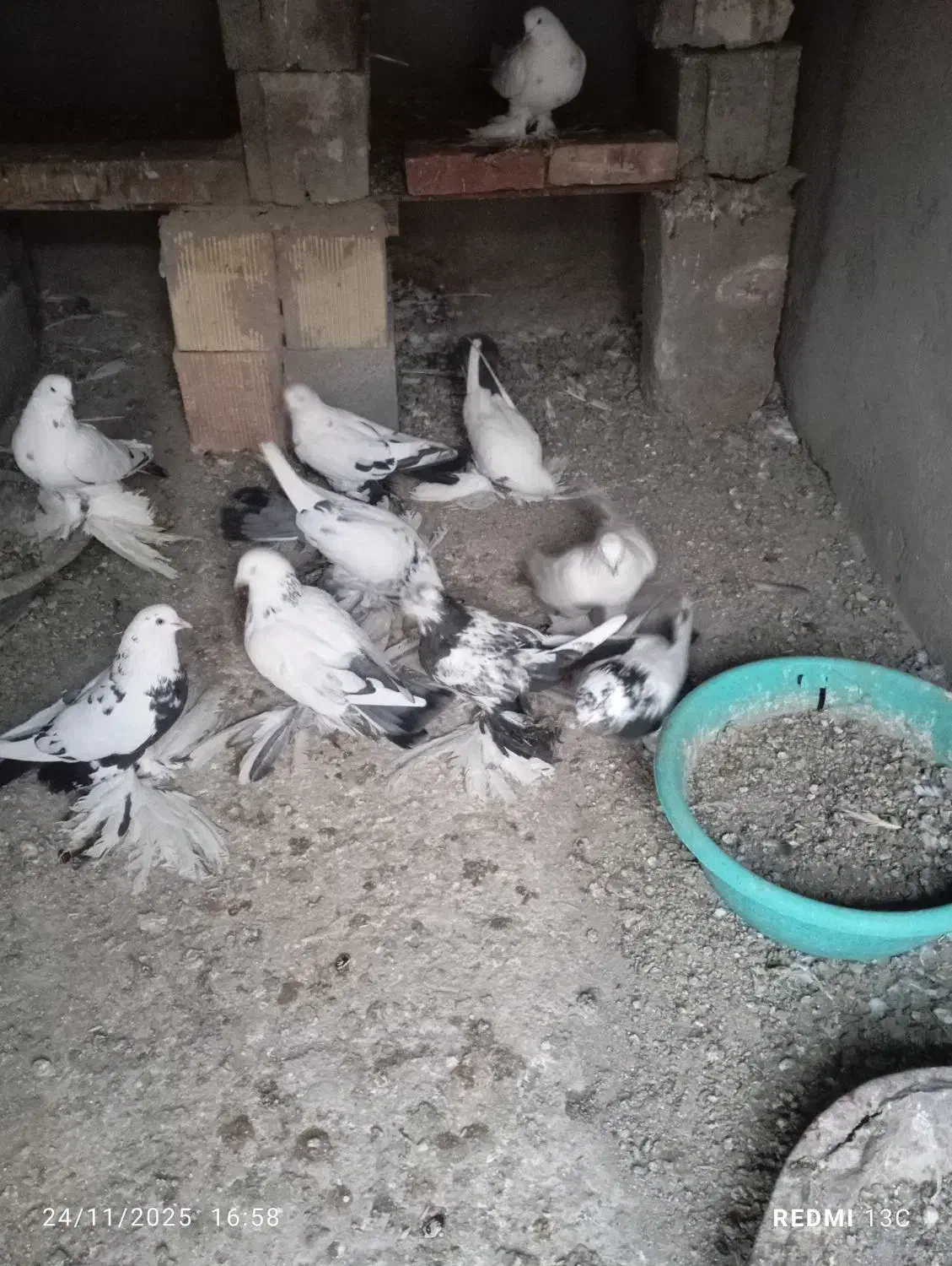 کبوتر|پرنده|آذرشهر, |دیوار