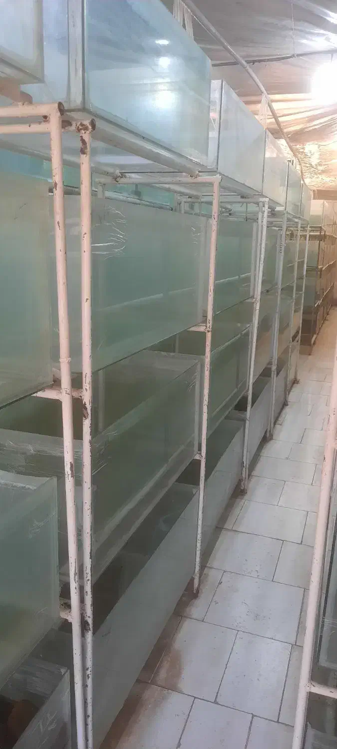 اکواریوم یک متری|ماهی|ملایر, |دیوار