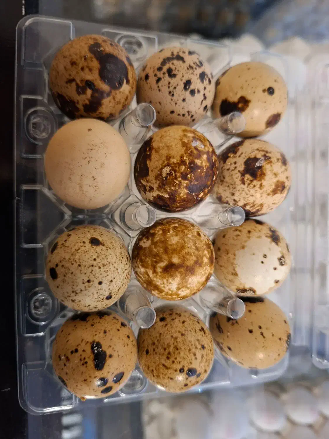 تخم بلدرچین|خوردنی و آشامیدنی|کرج, حیدرآباد|دیوار