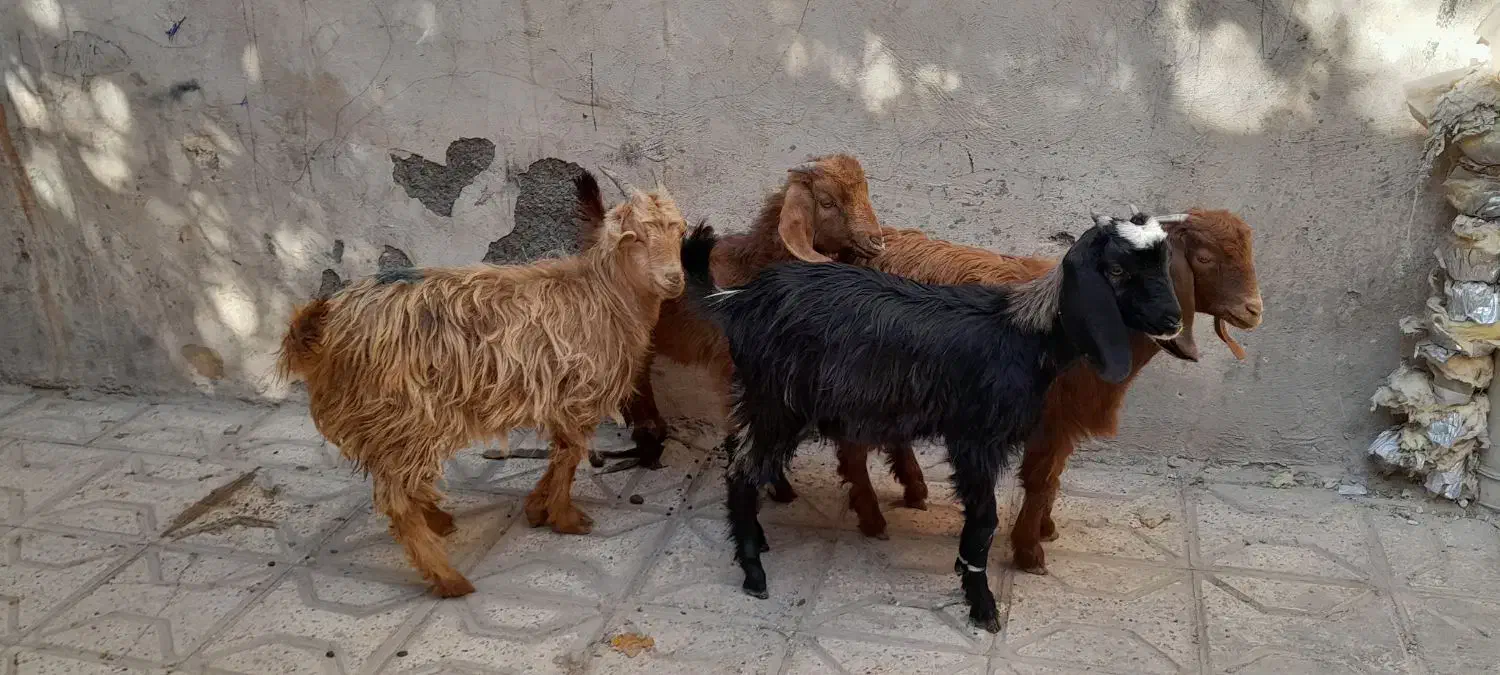 بزغاله ماده ۴راس قیمت همه باهم فقط|حیوانات مزرعه|مشهد, شهید قربانی|دیوار