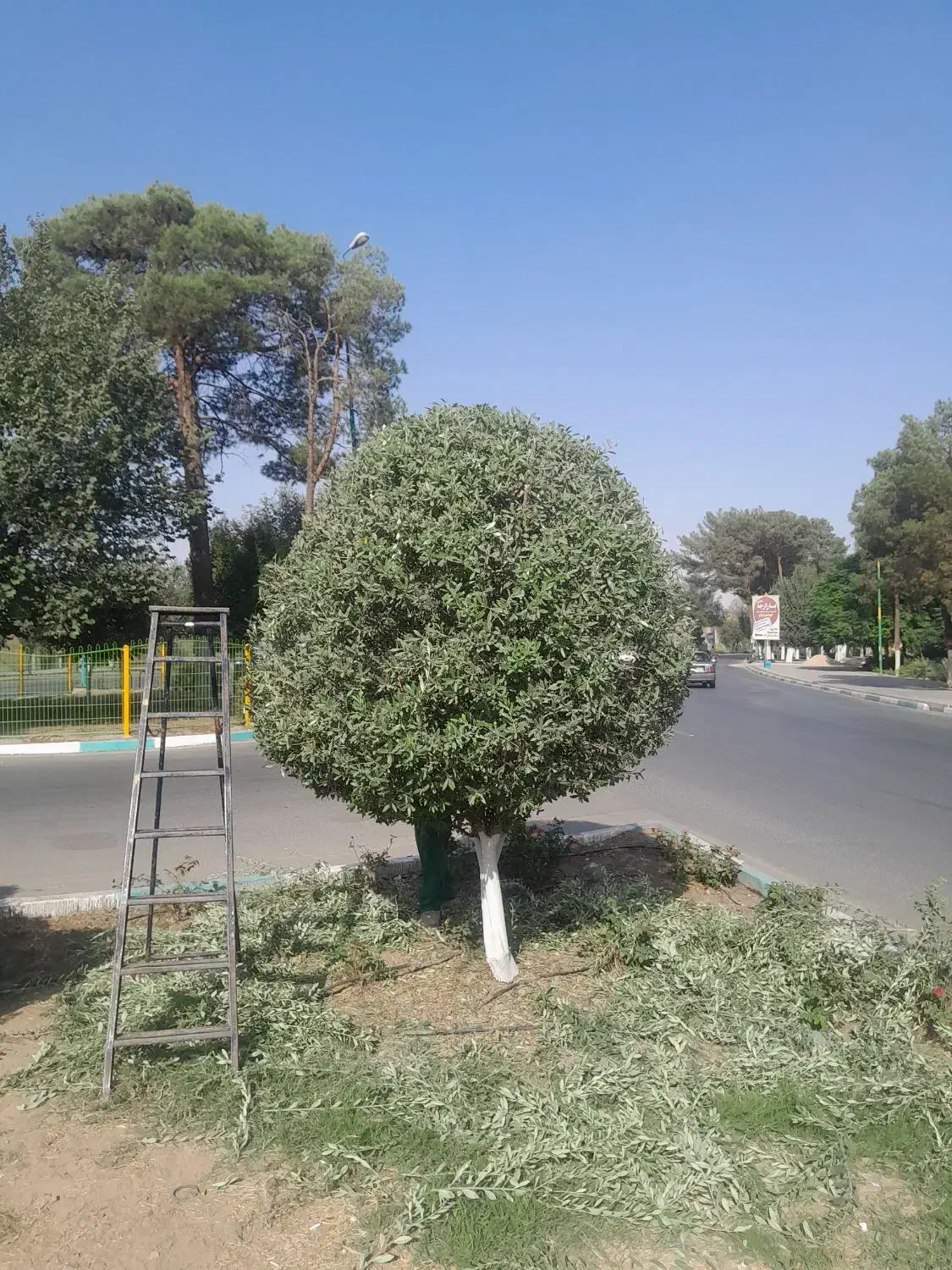هرس کاری وباغبانی|خدمات باغبانی و درختکاری|یزد, |دیوار