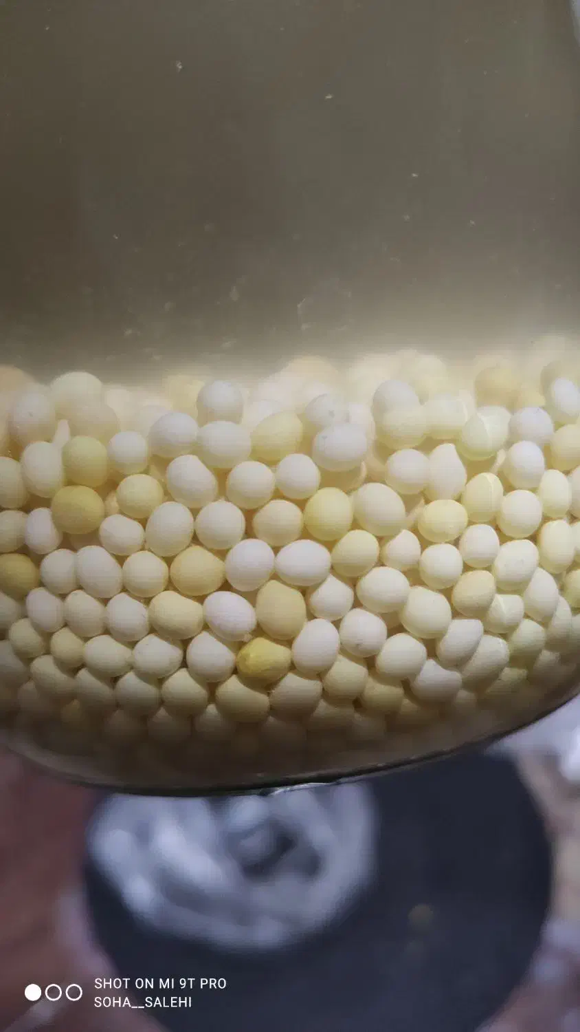 فروش فوری حلزون با نصف قیمت|خزنده|تبریز, |دیوار