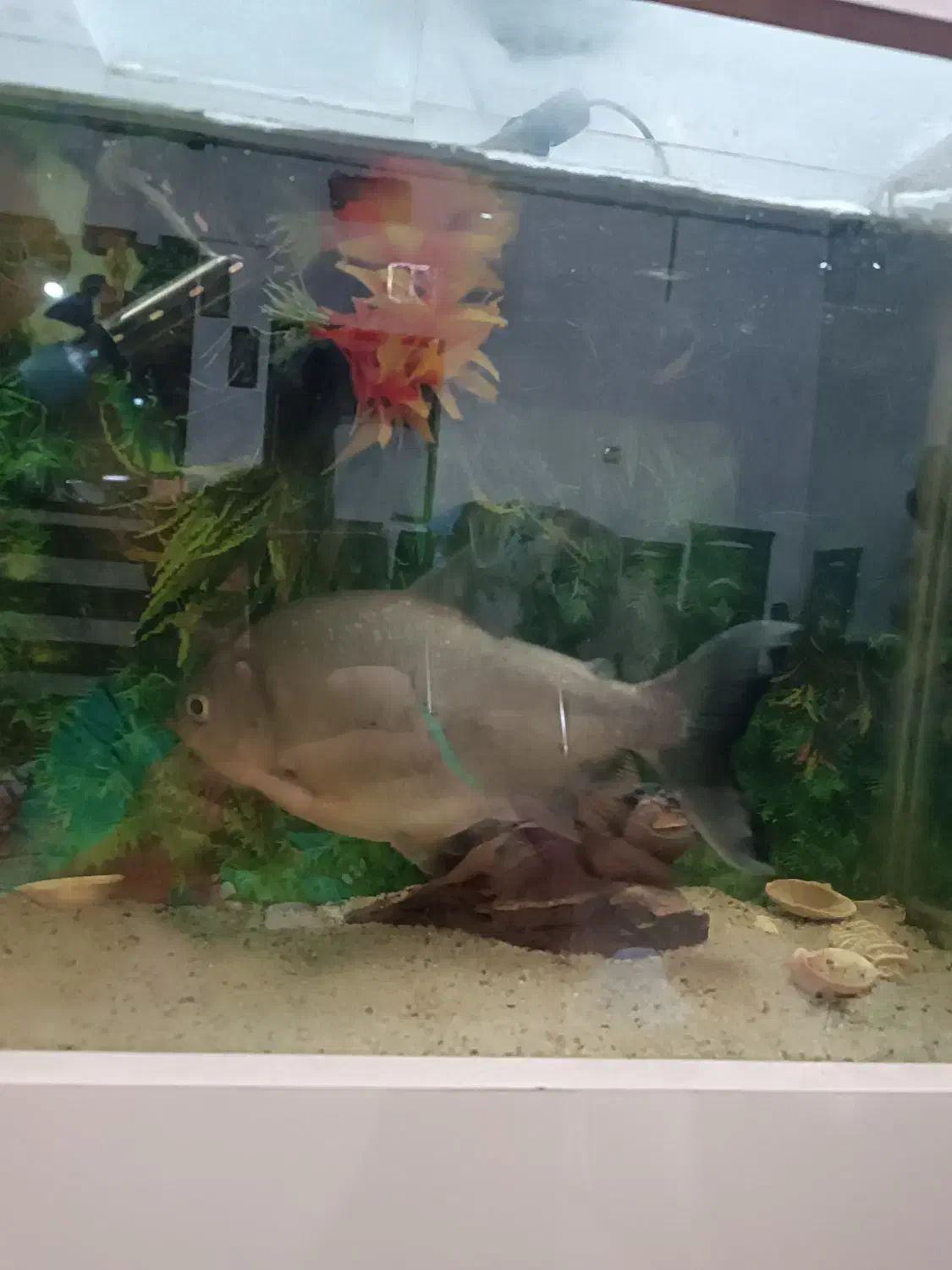 ماهی گوشتخوار درشت|ماهی|مشهد, امیرآباد|دیوار