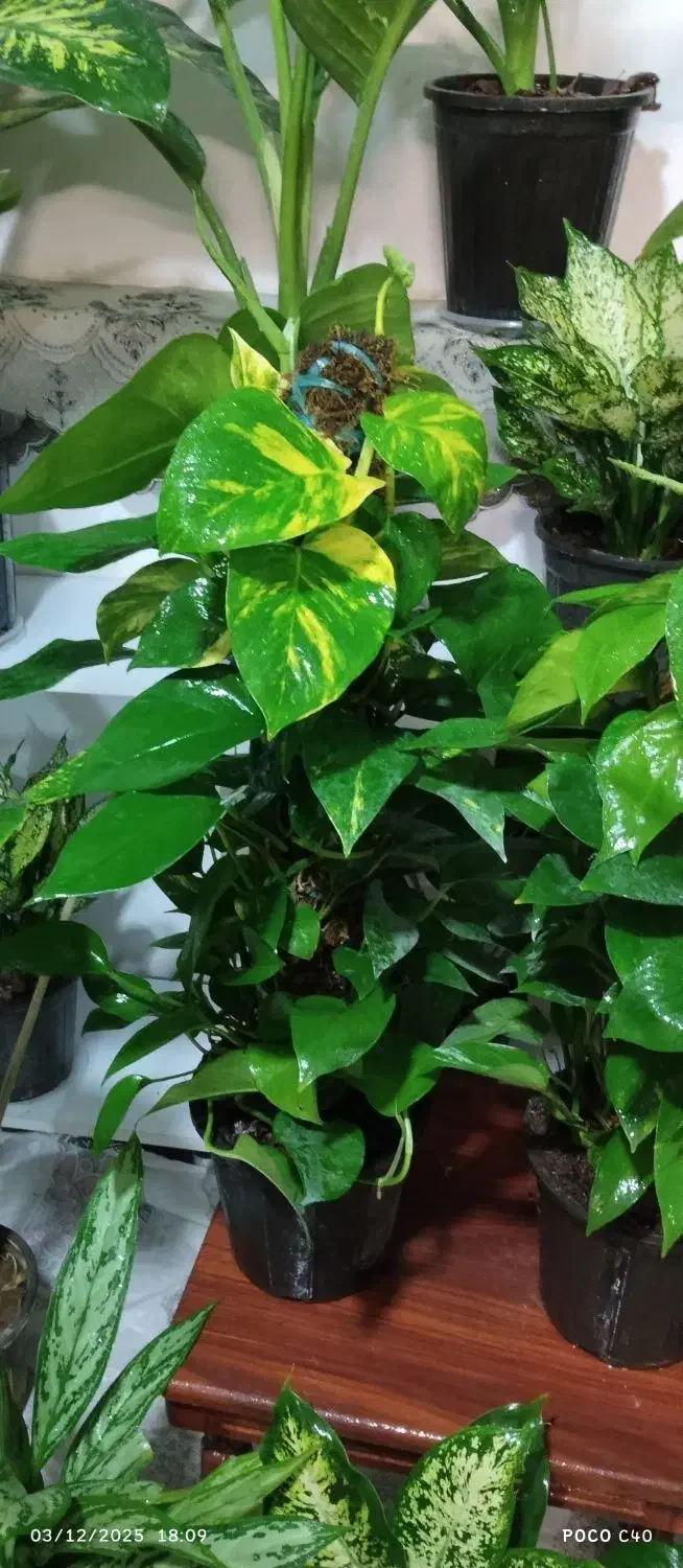 روز مادر گل ببر|گل و گیاه طبیعی|قم, زاد|دیوار