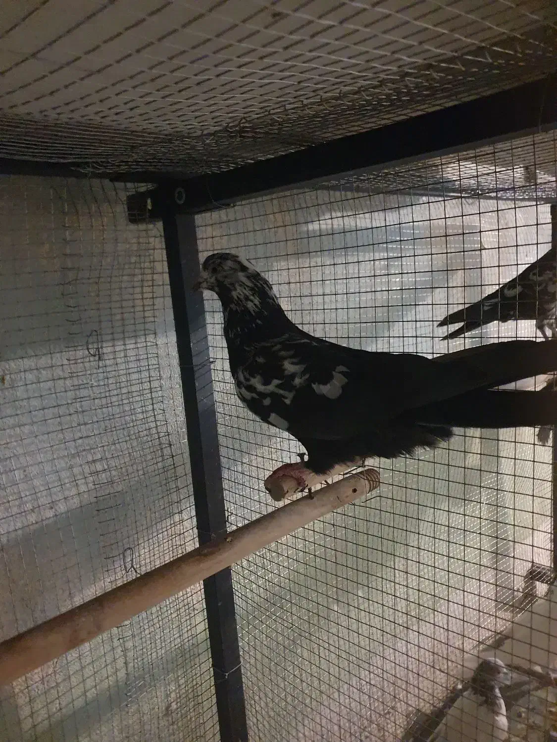 کفتر گم شده|پرنده|تهران, افسریه شمالی|دیوار