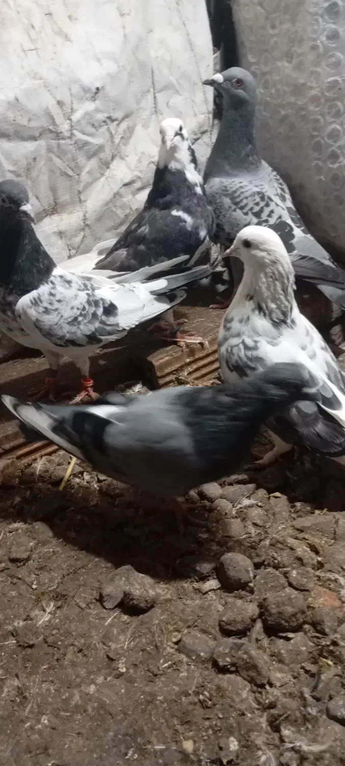 تکپر|پرنده|فاضل آباد, |دیوار