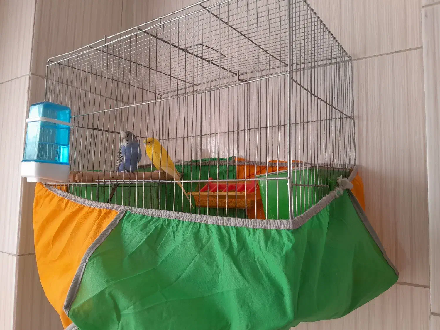 مرغ عشق آماده تخم گذاری|پرنده|اسلامشهر, شهرک واوان|دیوار