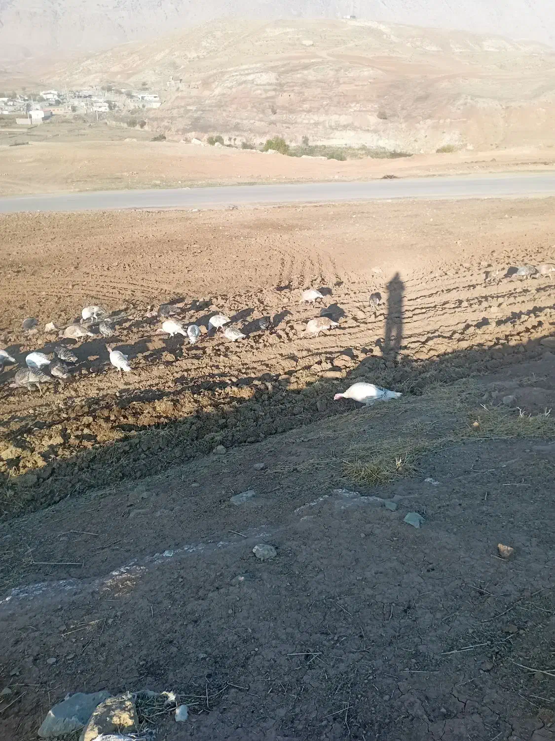 بوقلمون|حیوانات مزرعه|سیروان, |دیوار