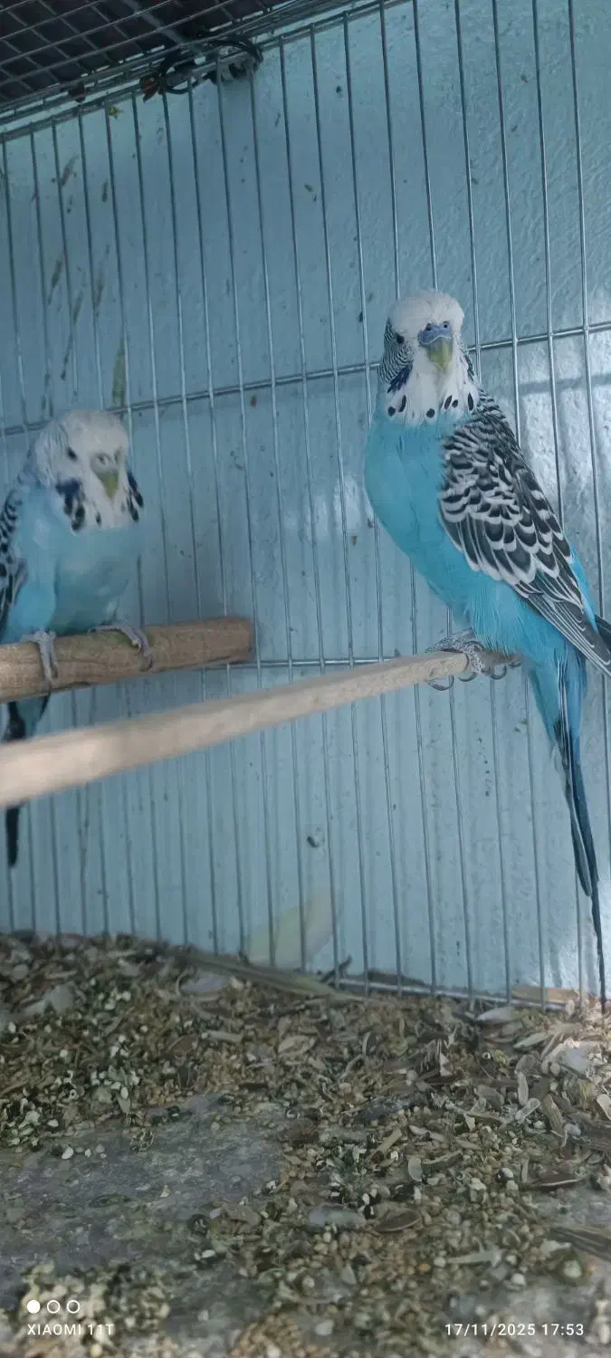 مرغ عشق انگلیسی|پرنده|ایرانشهر, |دیوار