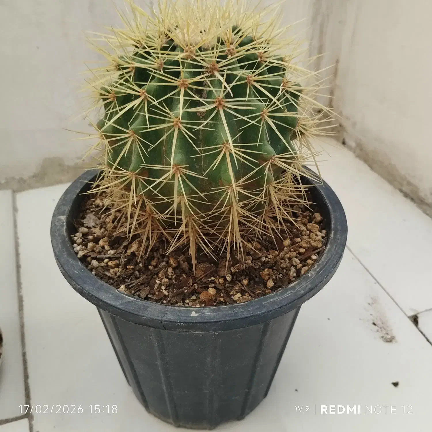 دیفن باخیا|کلکسیون و سرگرمی|مشهد, باغون آباد|دیوار