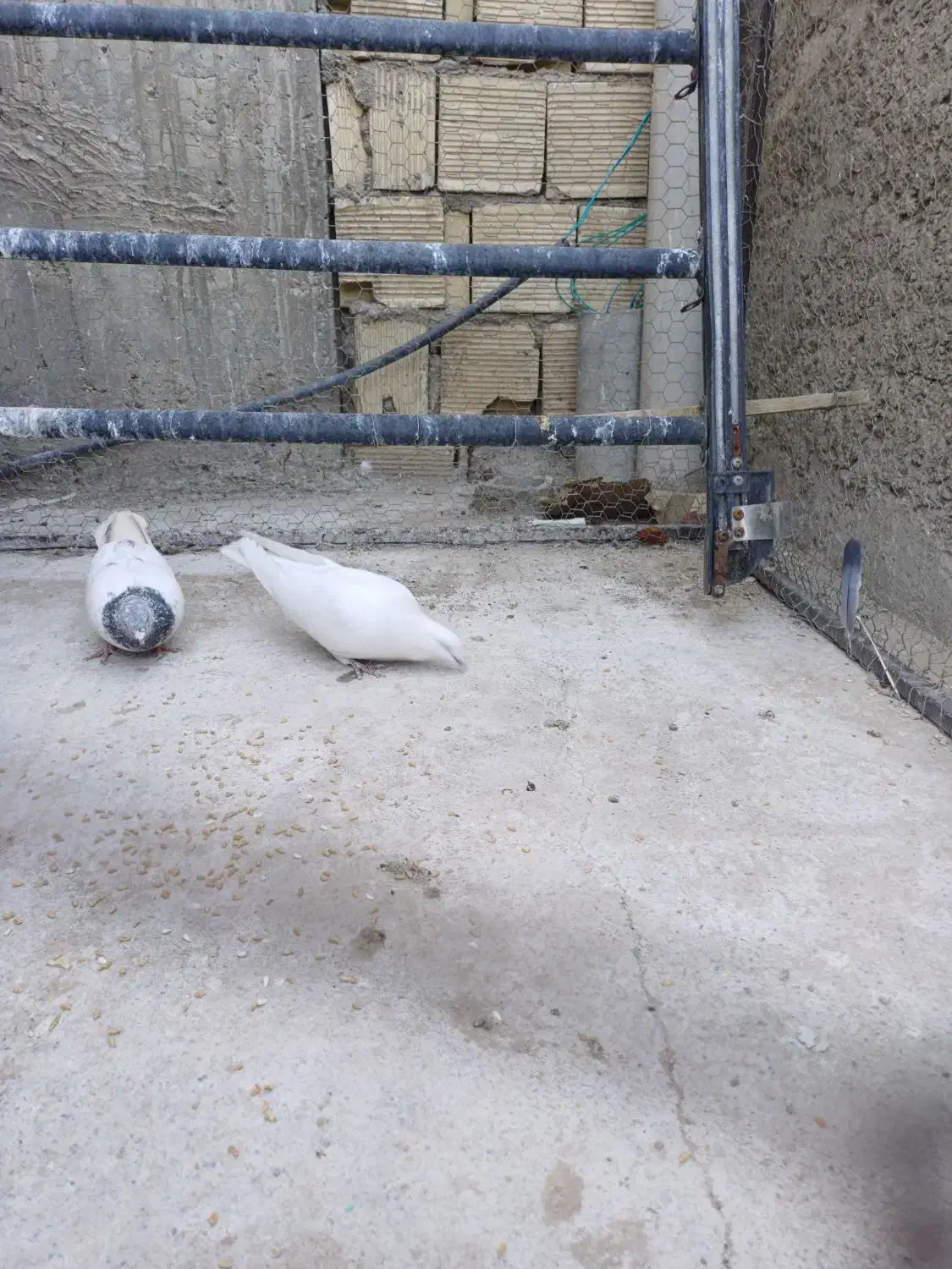 کبوتر|پرنده|برخوار, |دیوار