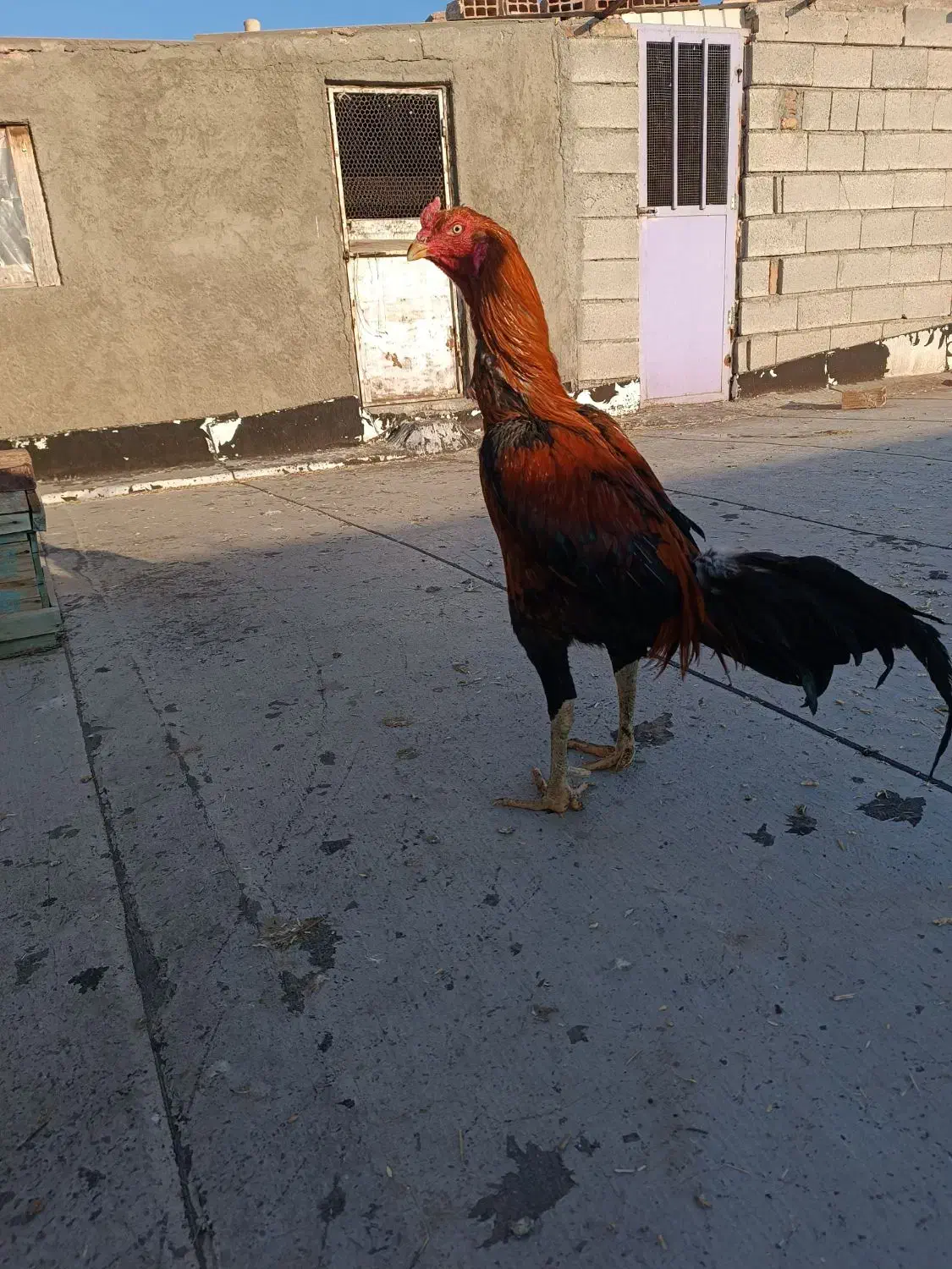 خروس لاری|حیوانات مزرعه|فیرورق, |دیوار