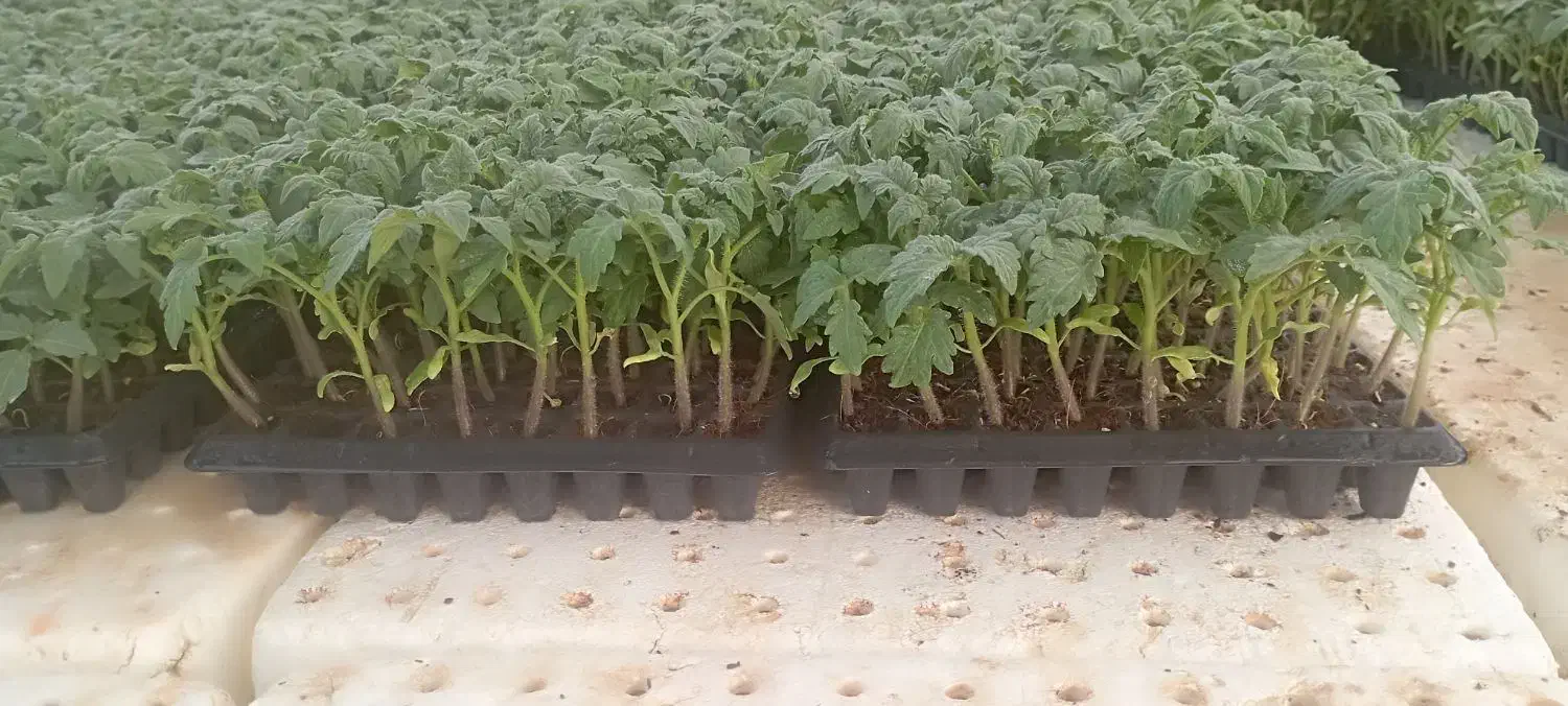 نشا 8320دستی|خدمات باغبانی و درختکاری|کاکی, |دیوار