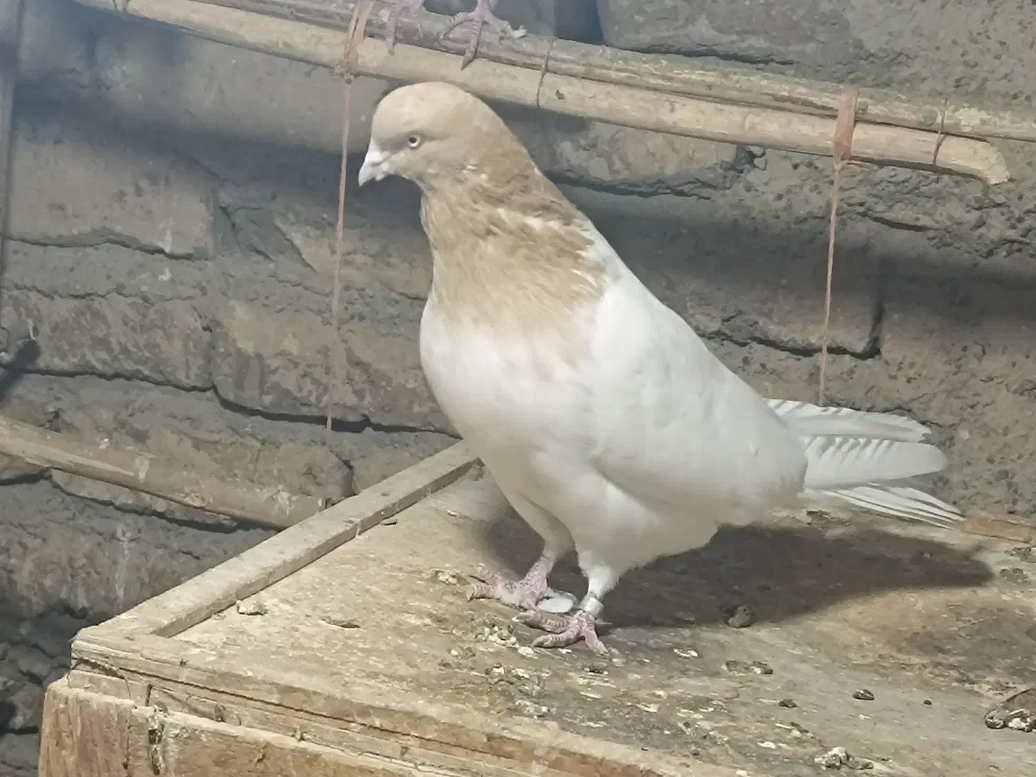 کبوتر کهنه کله زرد.|پرنده|ورامین, شهرک مدرس|دیوار