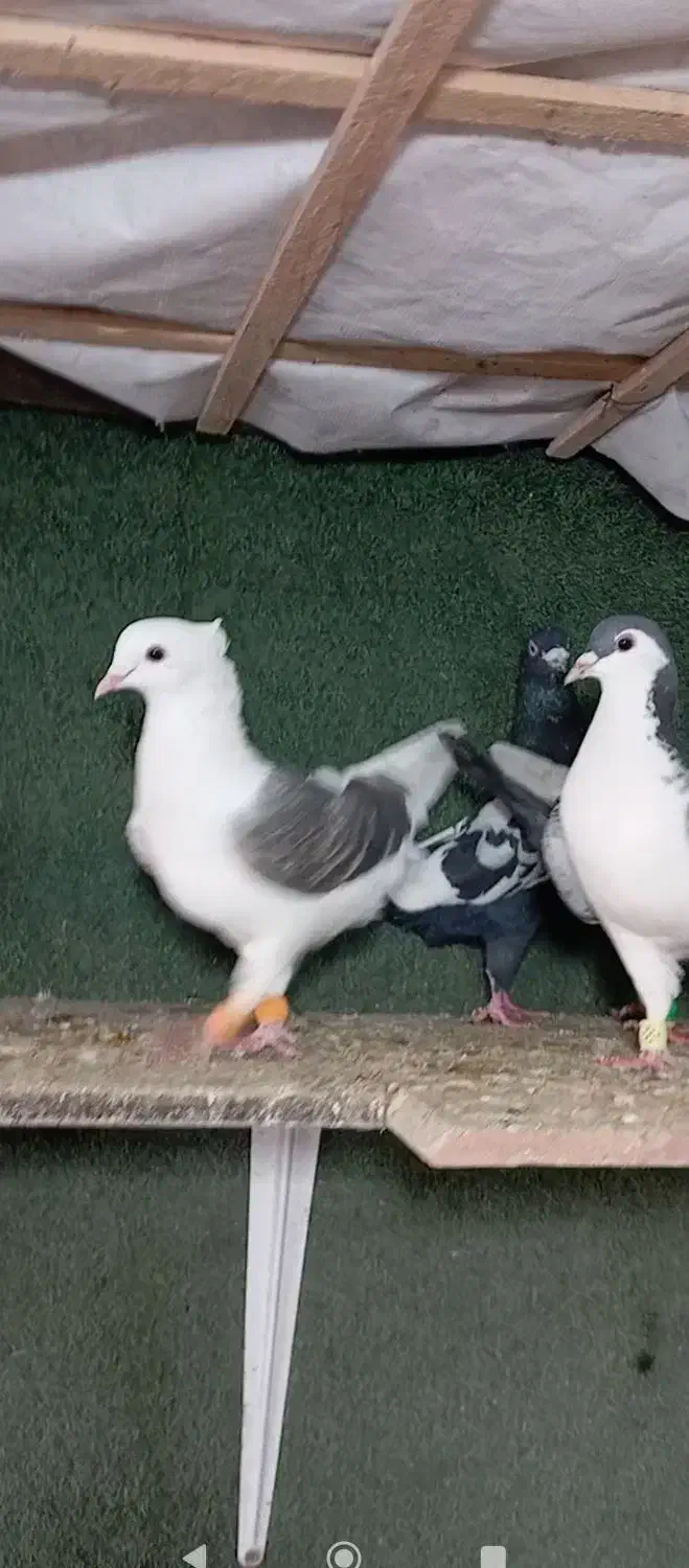 12 تا پرنده|پرنده|محمدیه-قزوین, |دیوار