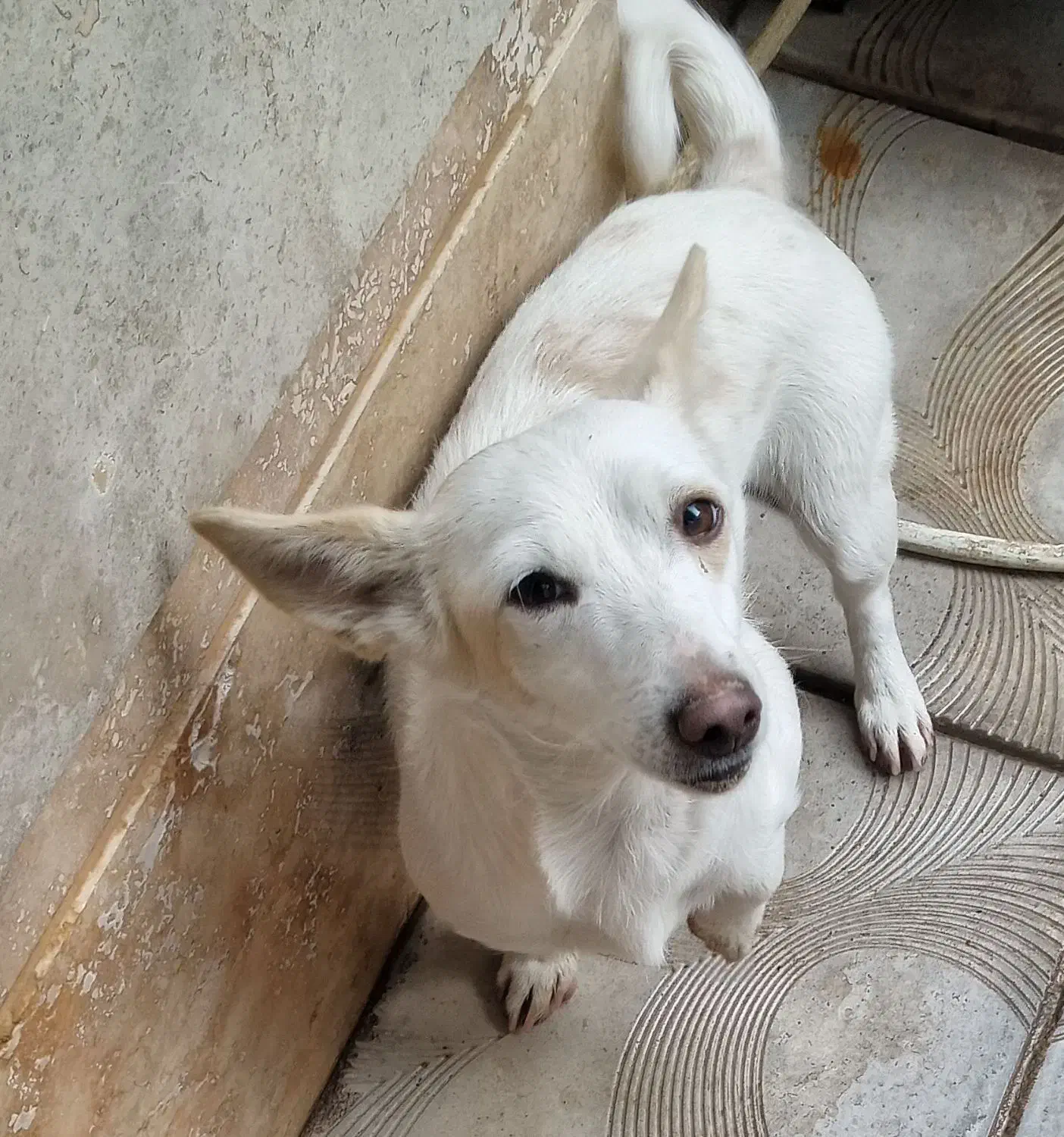 واگذاری سگ|سگ|آذرشهر, |دیوار