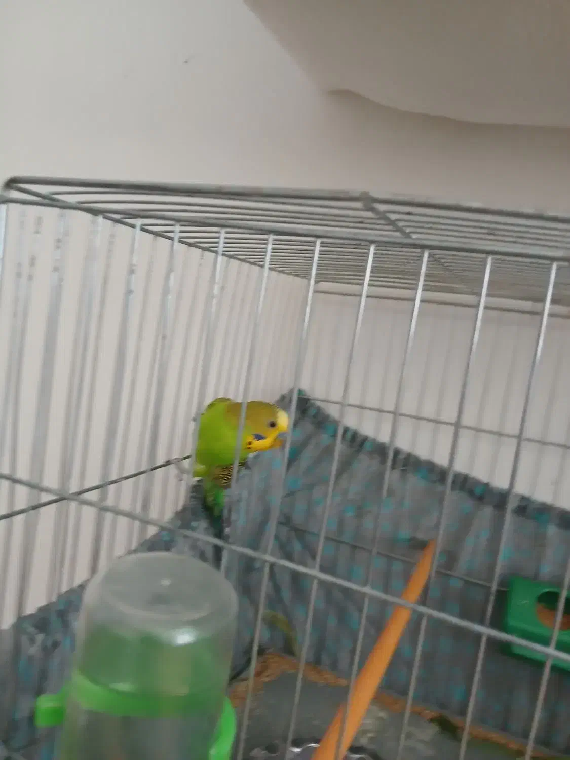 مرغ عشق نر|پرنده|محمدیه-قزوین, |دیوار