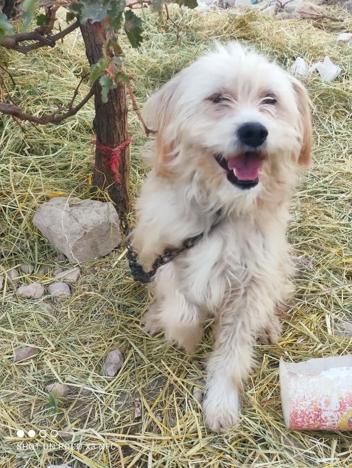 واگذاری سگ|سگ|فیروزآباد (فارس), |دیوار