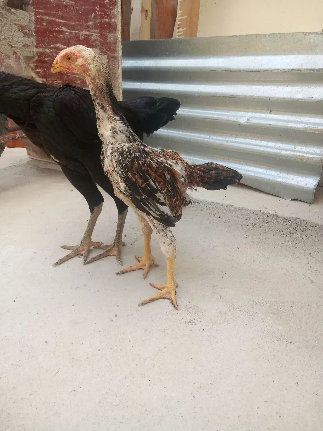 فروش جوجه اوشامو و تخم اوشامو|حیوانات مزرعه|قائم‌شهر, |دیوار