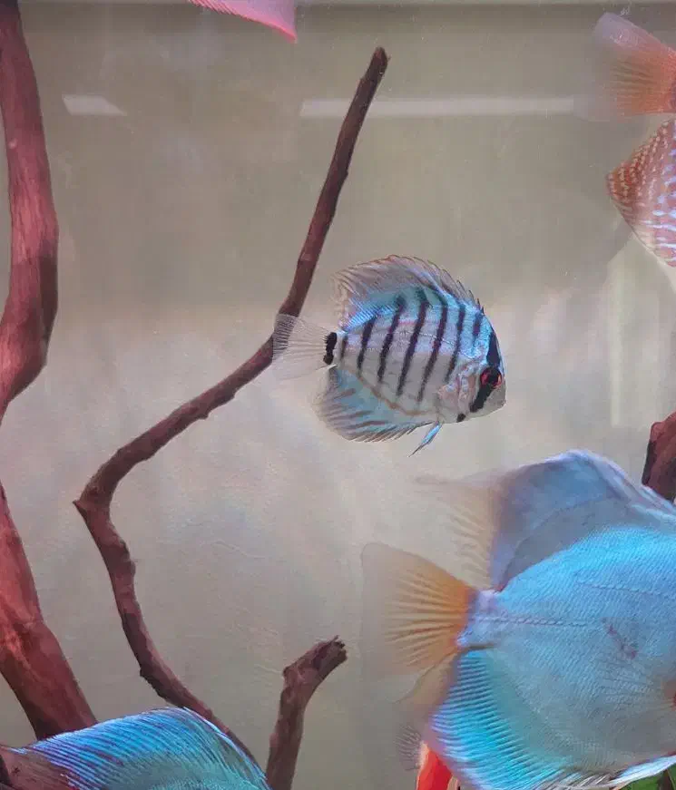 دیسکس|ماهی|فردیس, شهرک شهید حسینی|دیوار