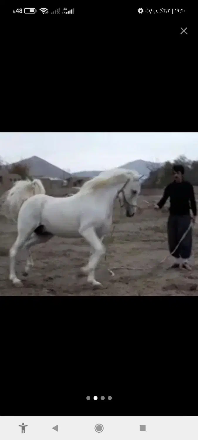 اسب|اسب و تجهیزات اسب‌سواری|اراک, |دیوار