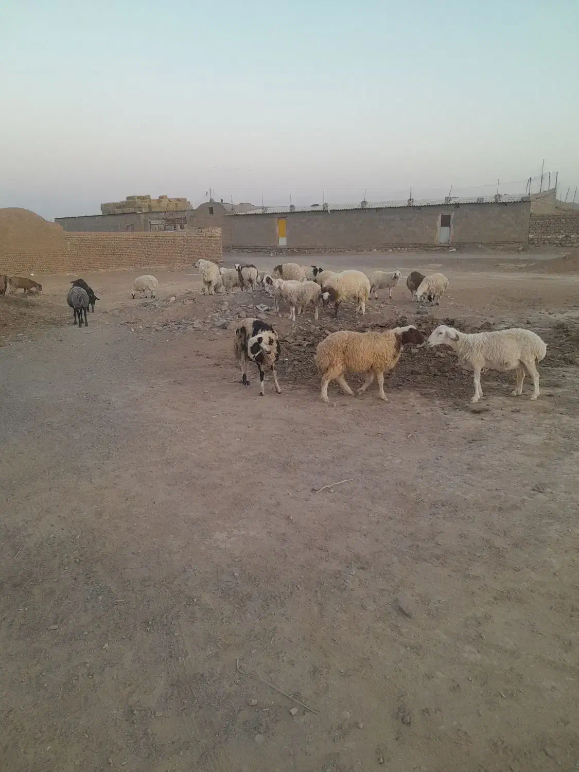 گوسفند|حیوانات مزرعه|بجستان, |دیوار