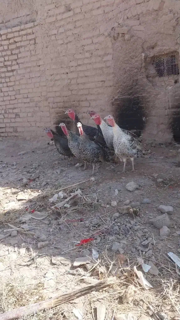 بوقلمون|حیوانات مزرعه|گوهرکوه, |دیوار