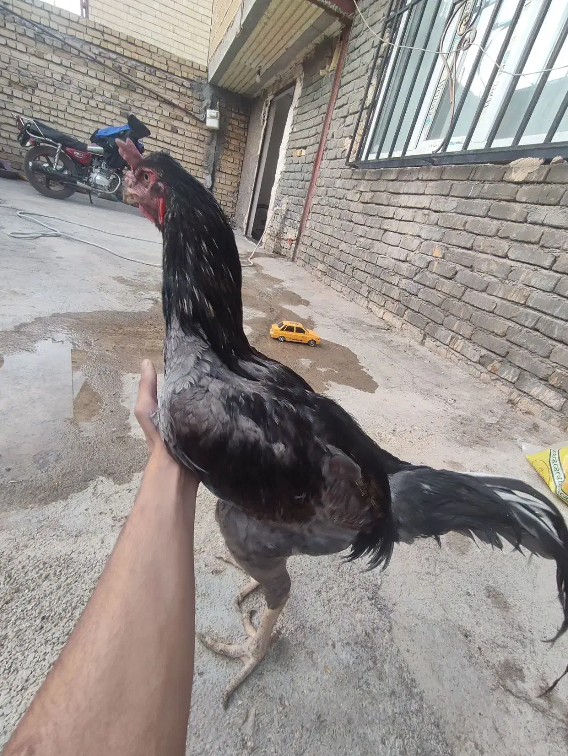 خروس لاری|حیوانات مزرعه|نورآباد, |دیوار