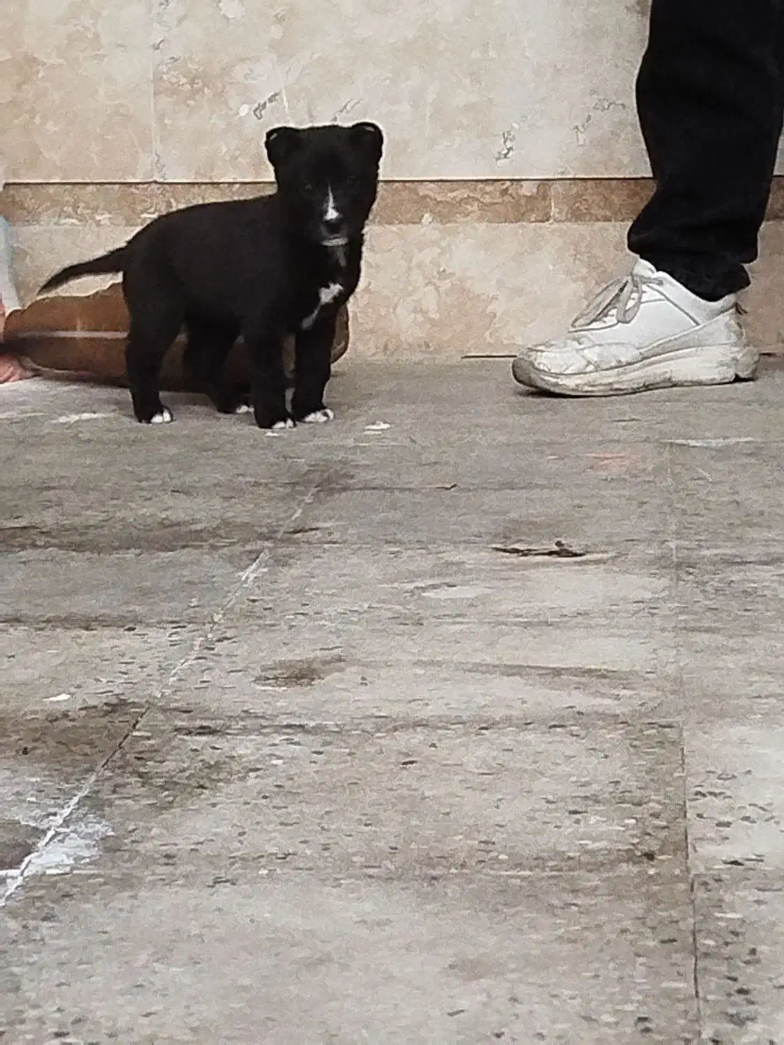 توله سگ قهدریجانی|سگ|ملایر, |دیوار