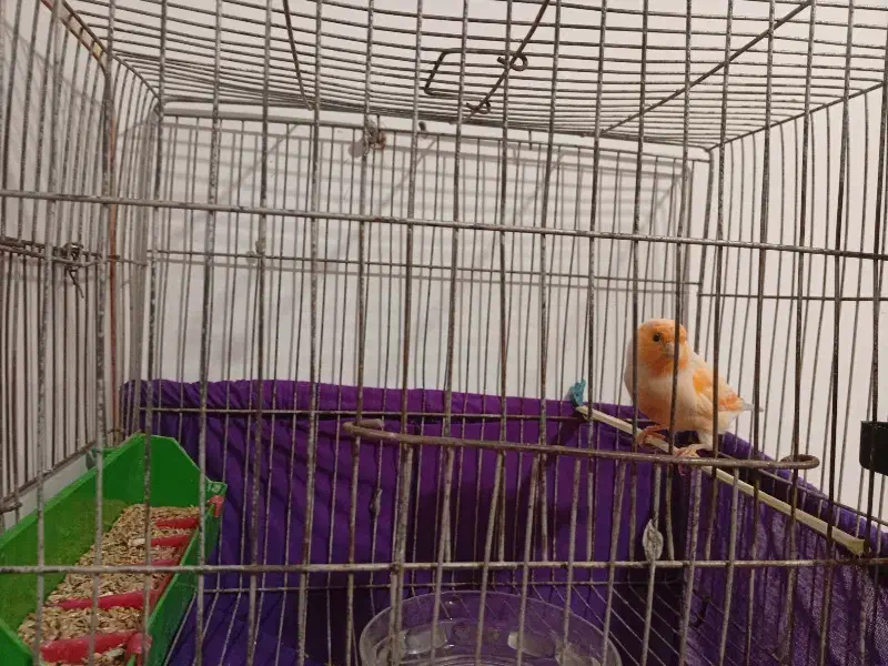 جفت موزاییکی(حمیدیه)|پرنده|حمیدیه, |دیوار