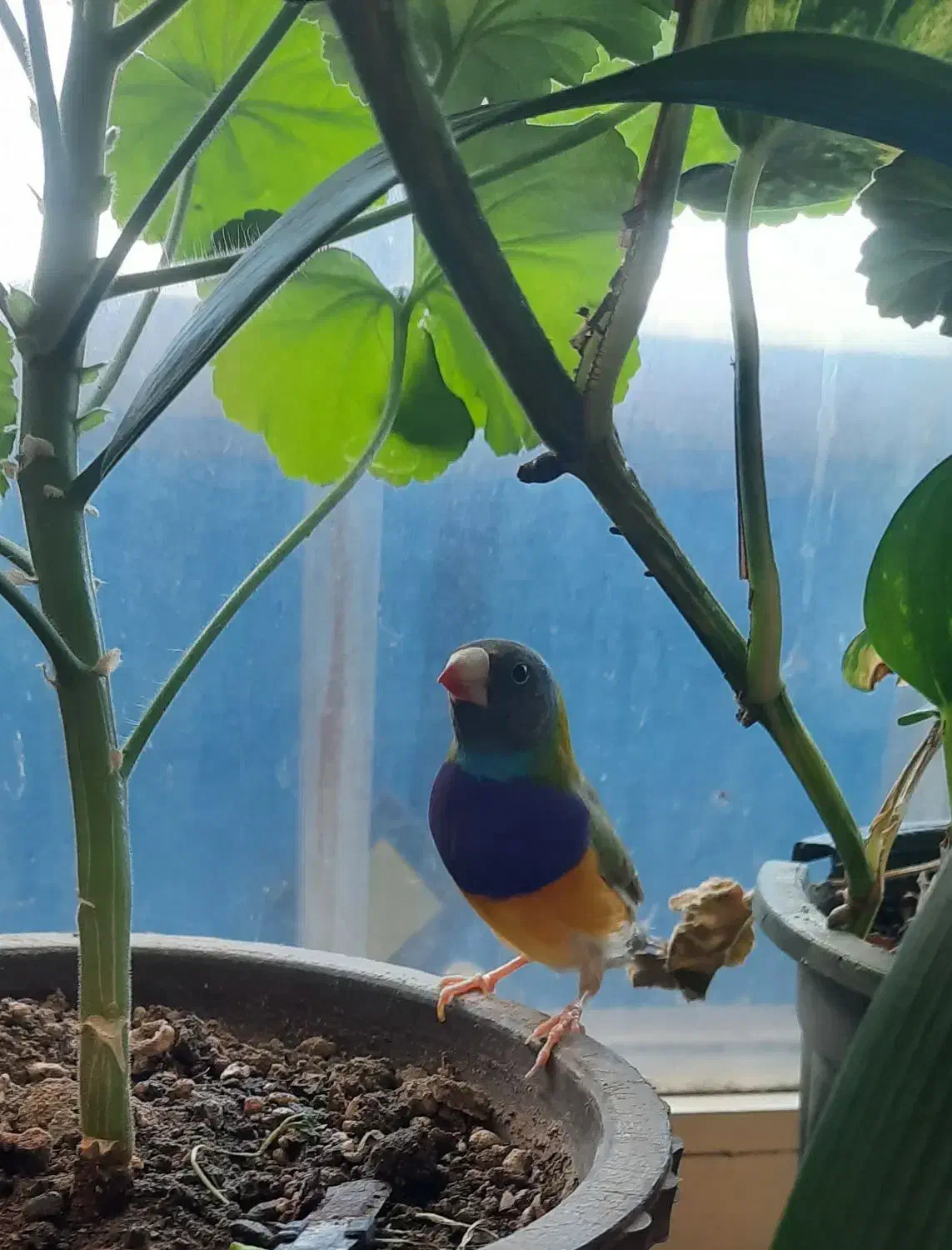 فنج گلدین|پرنده|اردبیل, |دیوار