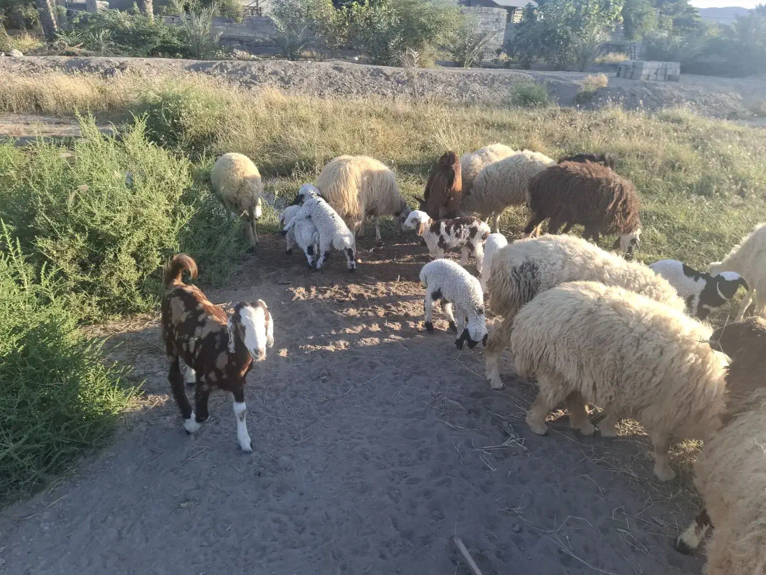 میش زایده|حیوانات مزرعه|میناب, |دیوار