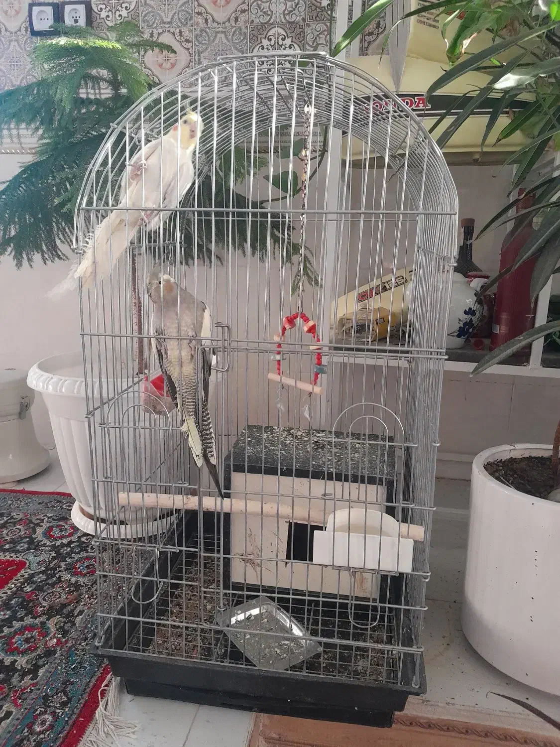 عروس هلندی|پرنده|مراغه, |دیوار