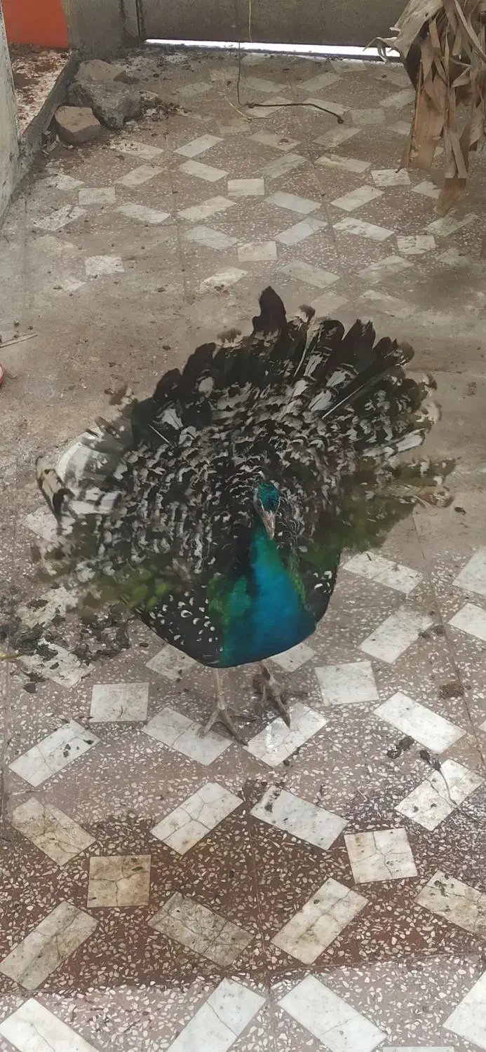 طاووس نر|پرنده|شاهین‌شهر, امام حسین|دیوار