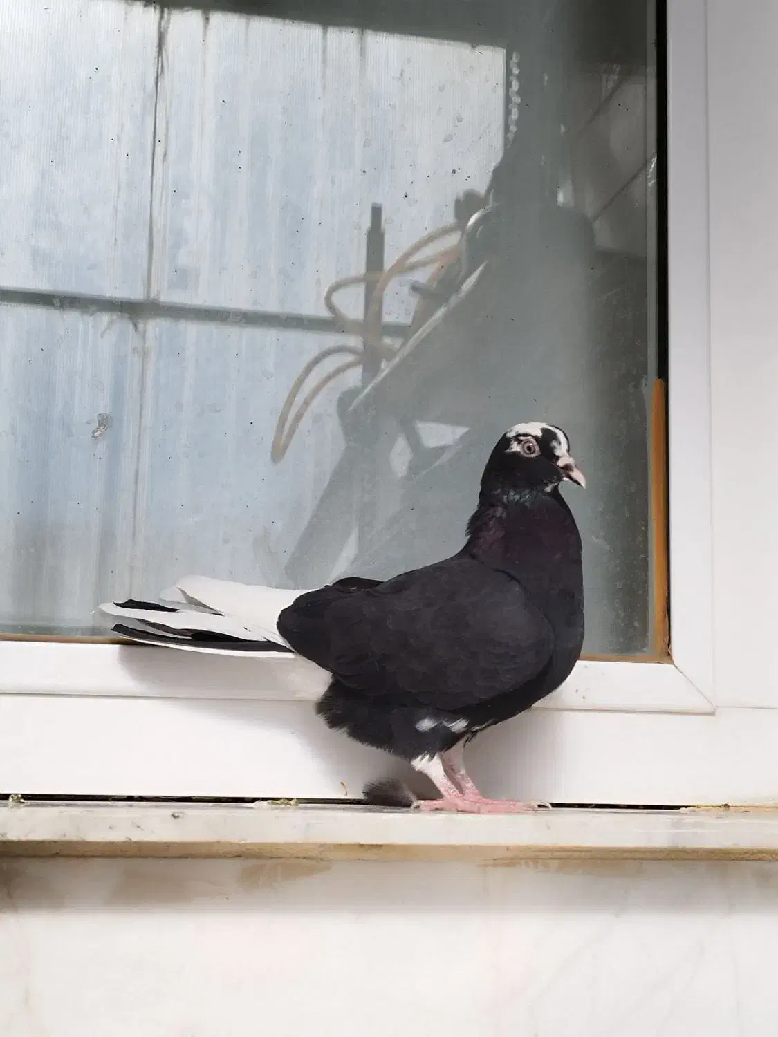 کبوتر پرشی 4طوق|پرنده|ابهر, |دیوار