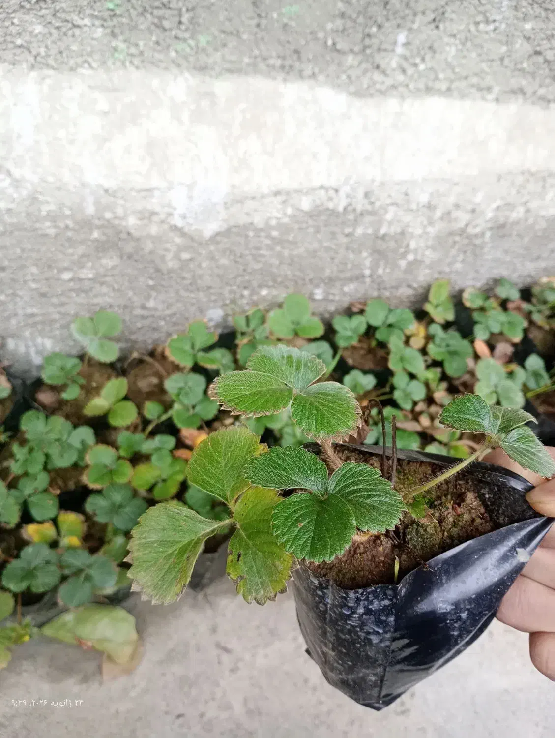 نهال توت فرنگی|خدمات باغبانی و درختکاری|نوکنده, |دیوار