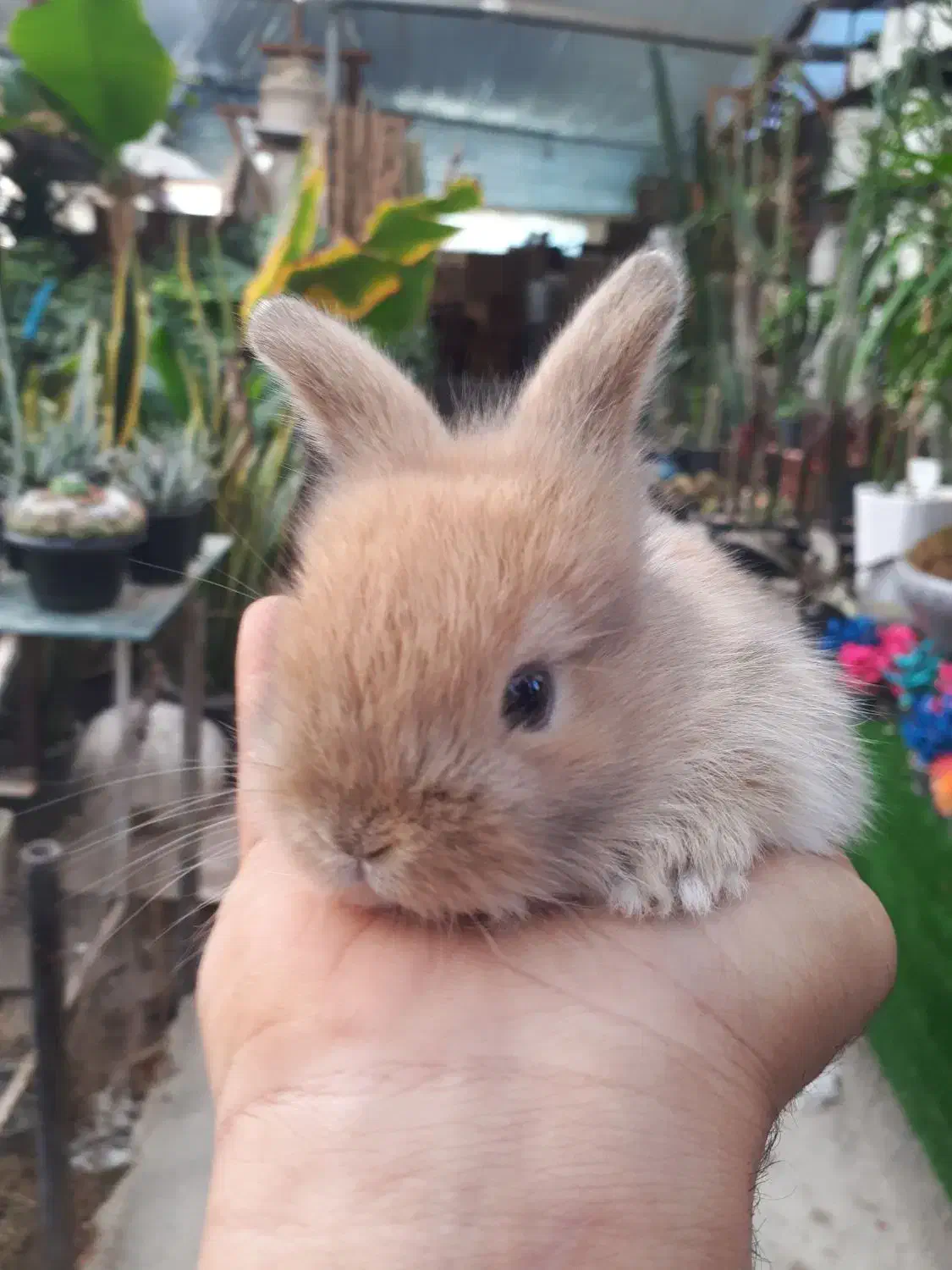 خرگوش لوپ|موش و خرگوش|قم, بنیاد|دیوار