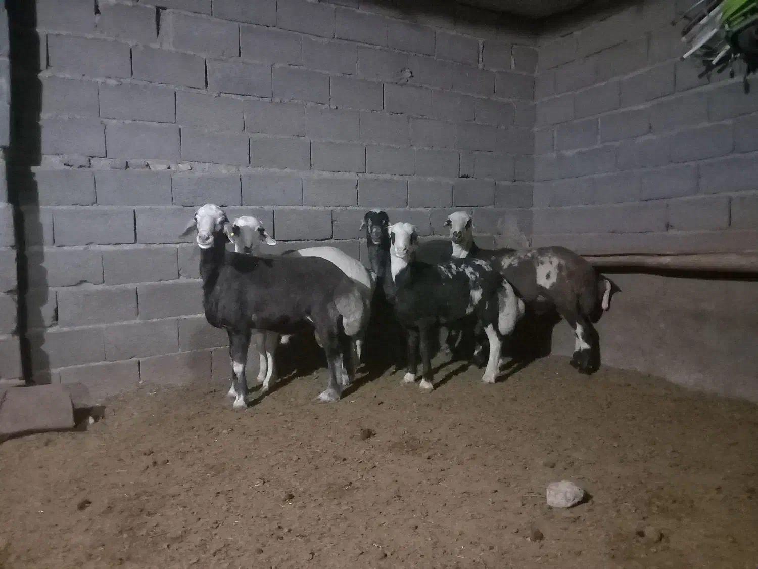 بره قوچی|حیوانات مزرعه|فریمان, |دیوار