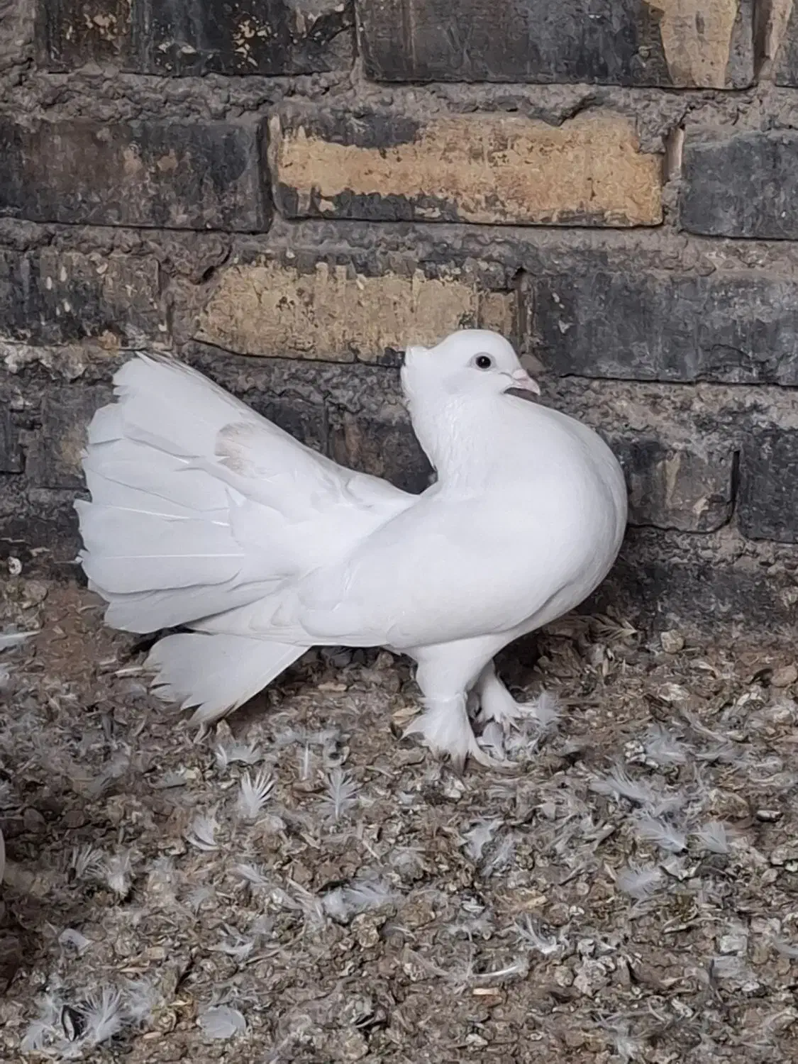 کبوتر دم چتری زینتی|پرنده|حمیدیه, |دیوار