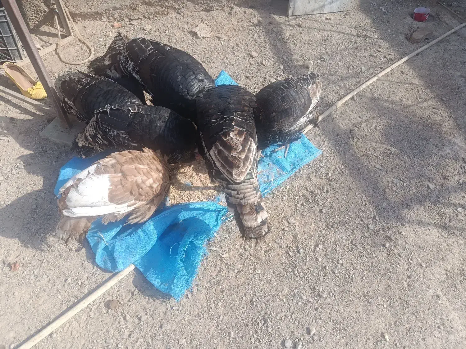 بقلمون به فروش میرسد|حیوانات مزرعه|نیمروز, |دیوار