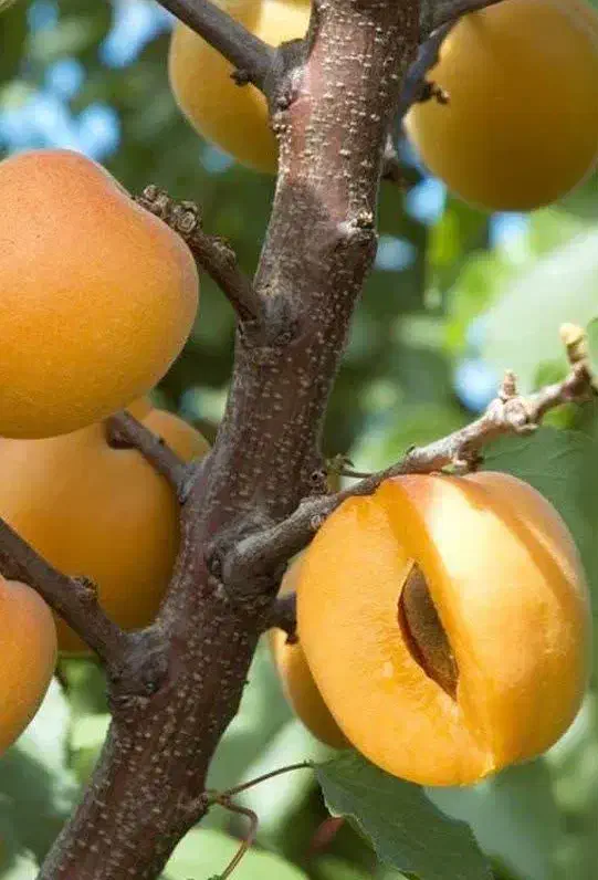 تولید و فروش نهال زردآلو انبه ای|خدمات باغبانی و درختکاری|چهارباغ, |دیوار