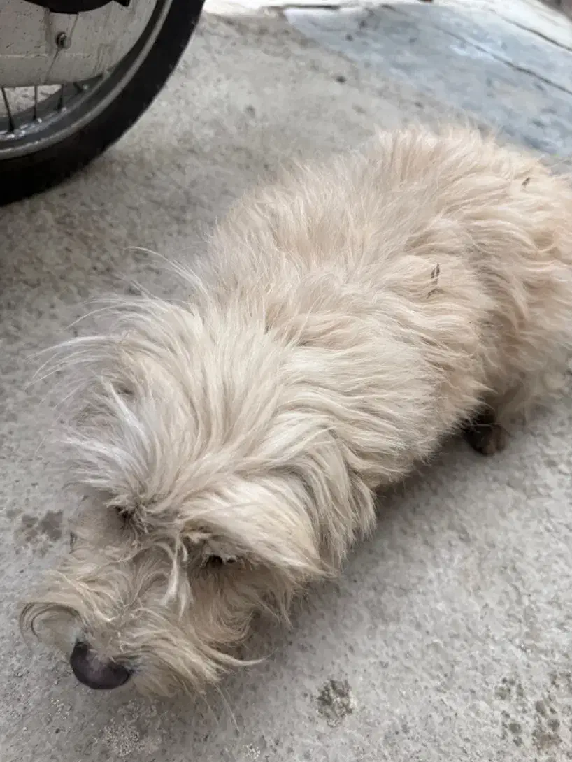 سگ پیدا شده|سگ|قدس, شهرقدس|دیوار