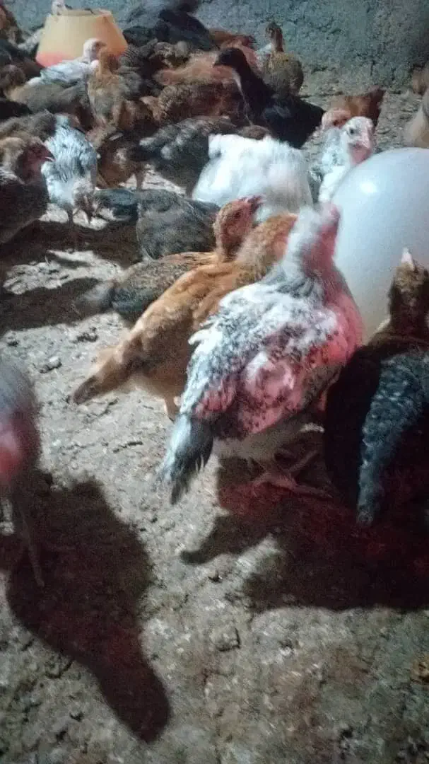 مرغ محلی و بوقلمون گوشتی|حیوانات مزرعه|بندرعباس, |دیوار