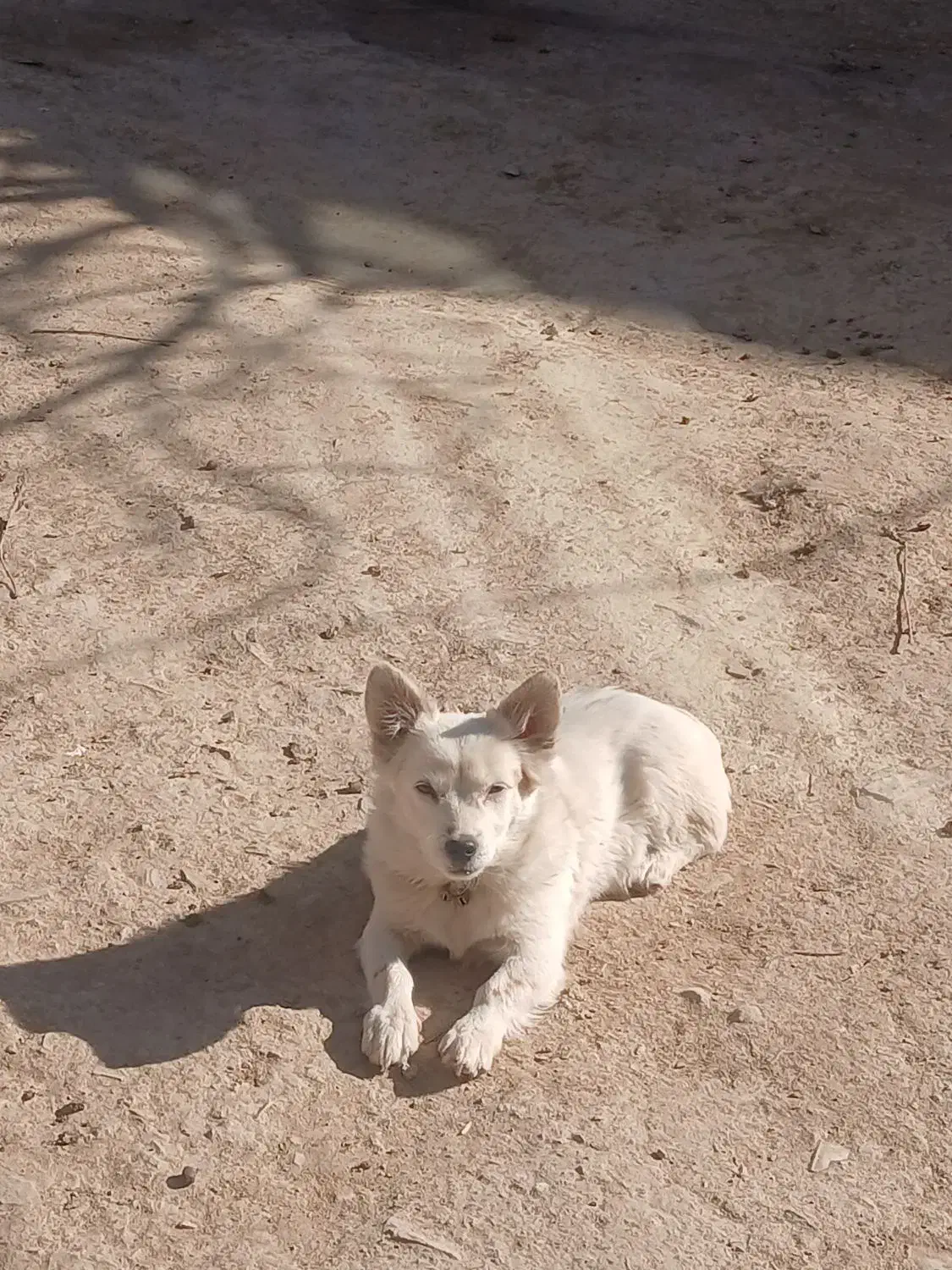 سگ پاکوتاه|سگ|اراک, |دیوار