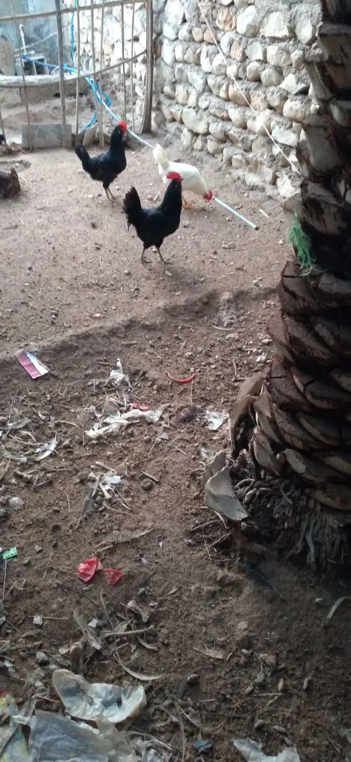 خروس|حیوانات مزرعه|اهرم, |دیوار