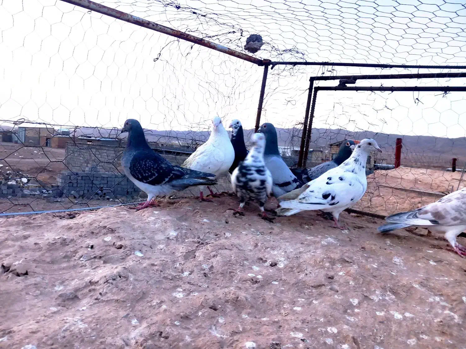 فروشی کفتر|پرنده|قائن, |دیوار