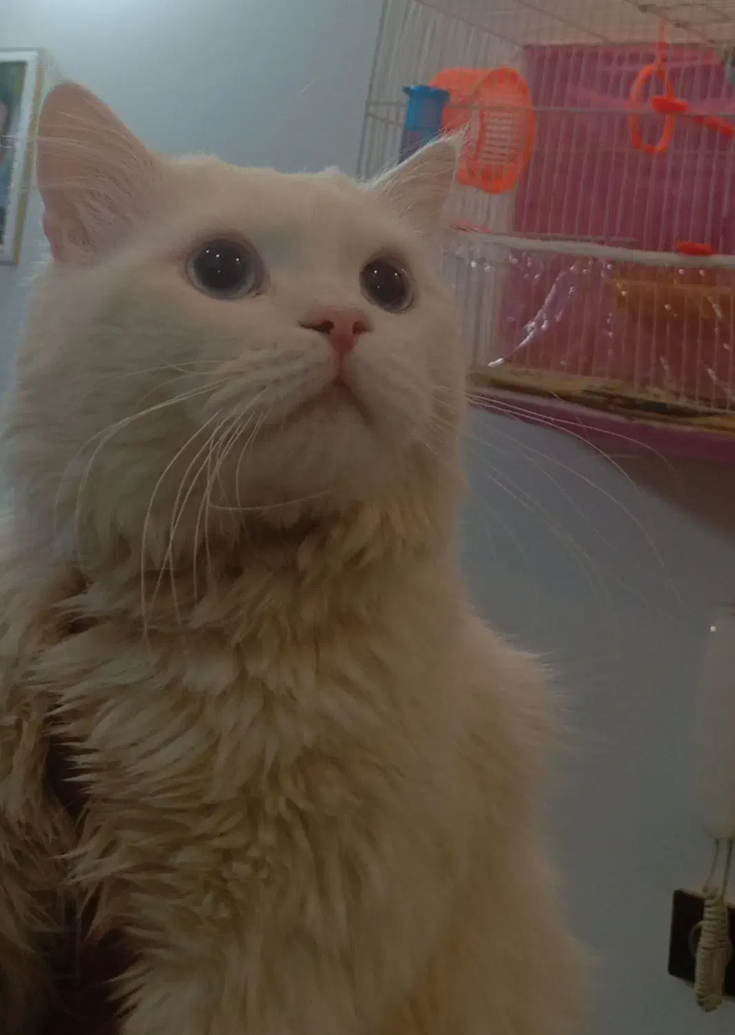 گربه پرشین|گربه|مشهد, مشکینی (شهرک غرب)|دیوار